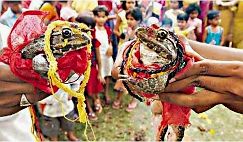 নাটোরের লালপুরে বৃষ্টির আশায় ব্যাঙের বিয়ে