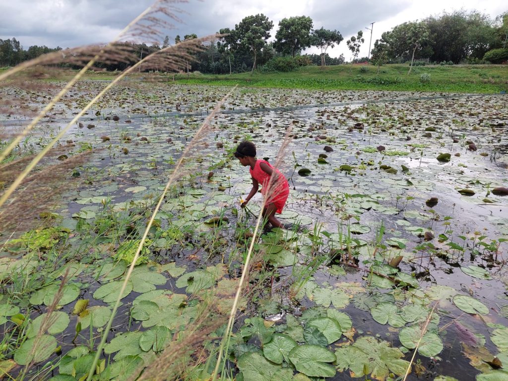 শিশুর পদ্ম তোলা