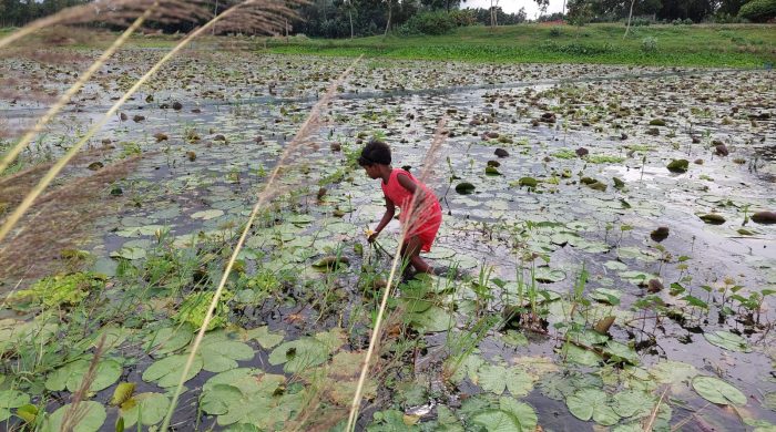 শিশুর পদ্ম তোলা