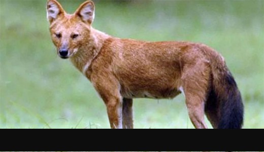 ভাঙ্গুড়ায় শৃগালের কামড়ে নারীসহ আহত তিন