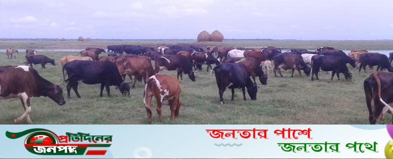 বাঘাবাড়ি মিল্কভিটার জমি বেদখল “সংকুচিত গোচারণ ভূমি”