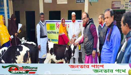 বাছুর দেওয়ার কথা বলে ফটোসেশন, খিচুড়ি খাইয়ে বিদায় দিল এনজিও