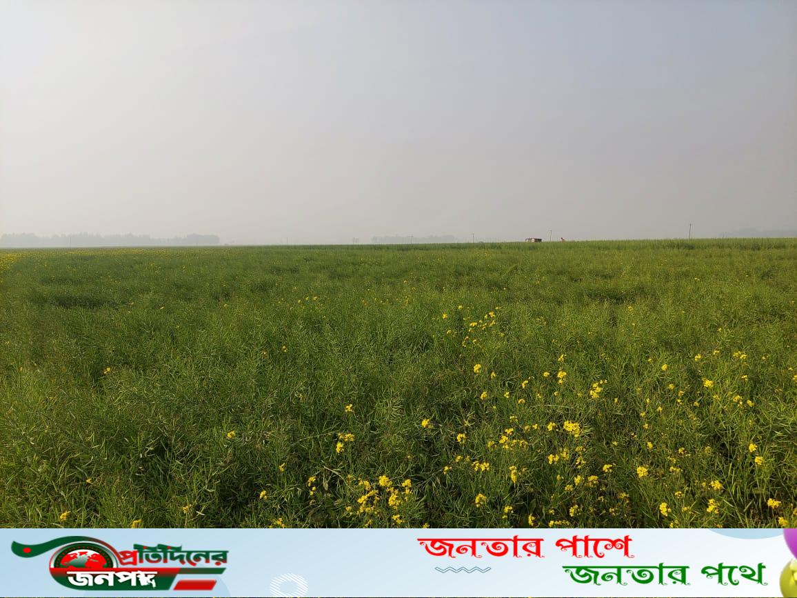 ভাঙ্গুড়ায় সরিষার বাম্পার ফলনের সম্ভাবনায় আশায় বুক বেঁধেছে কৃষক