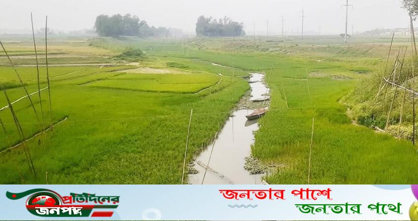 বেড়ার সূতিখালি নদীতে পানি নেই মাছ নেই চাষ হচ্ছে ধান
