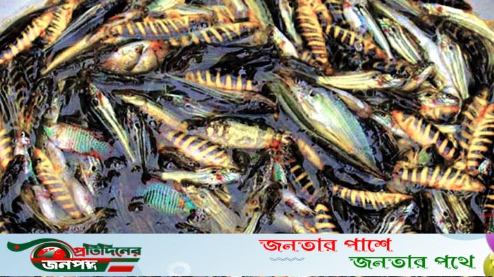 পাবনার মানুষের ভরসা চাষের দেশি ও হাইব্রিড মাছ