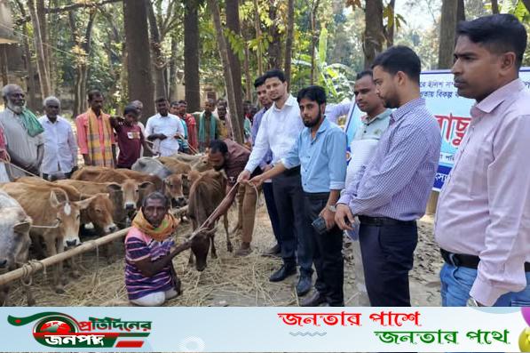 বেড়ায় দূঃস্থ জেলেদের মাঝে বকনা বাছুর বিতরণ
