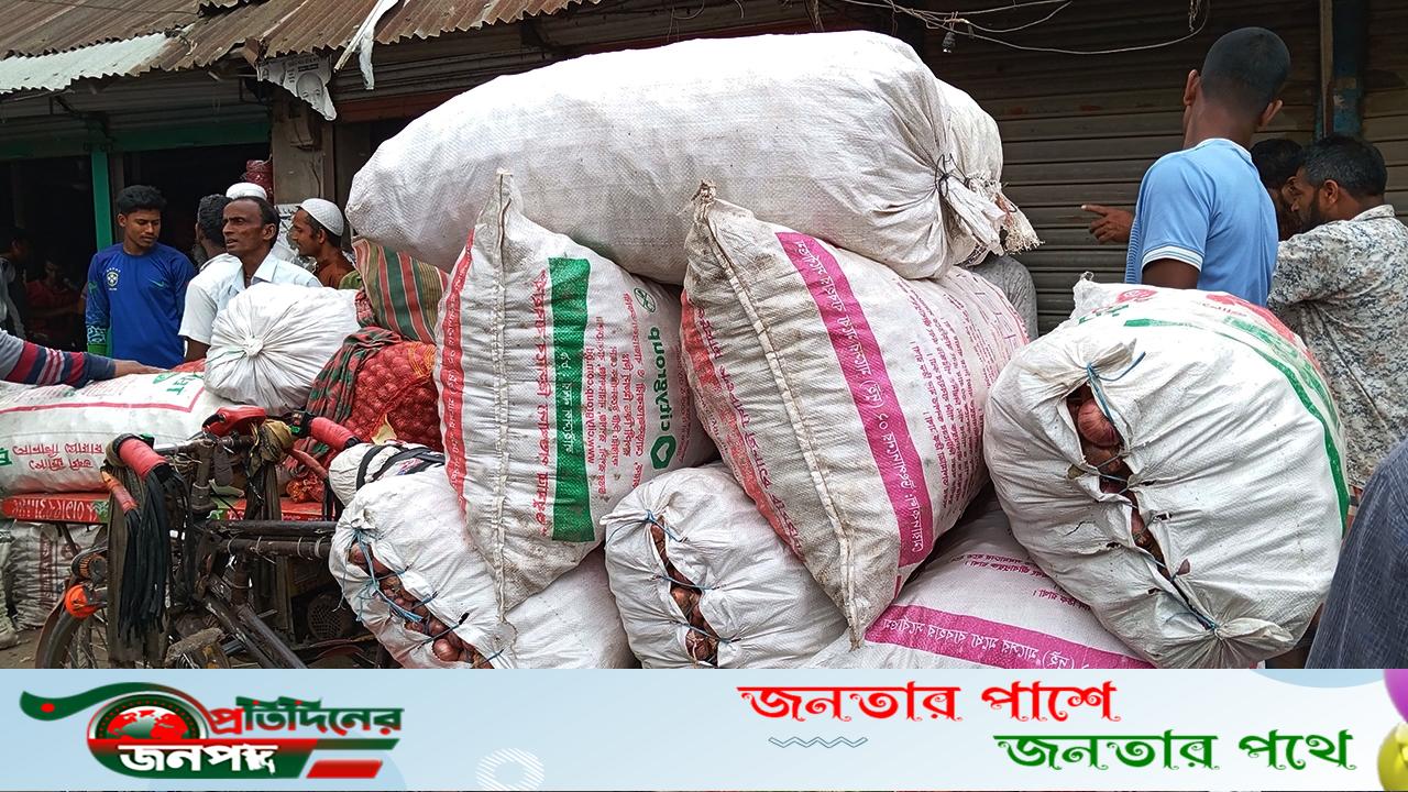 পাবনায় মুড়িকাটা পেঁয়াজে লোকশান হলেও  হালি পেঁয়াজ বিক্রি করে খুশি পেঁয়াজ চাষিরা
