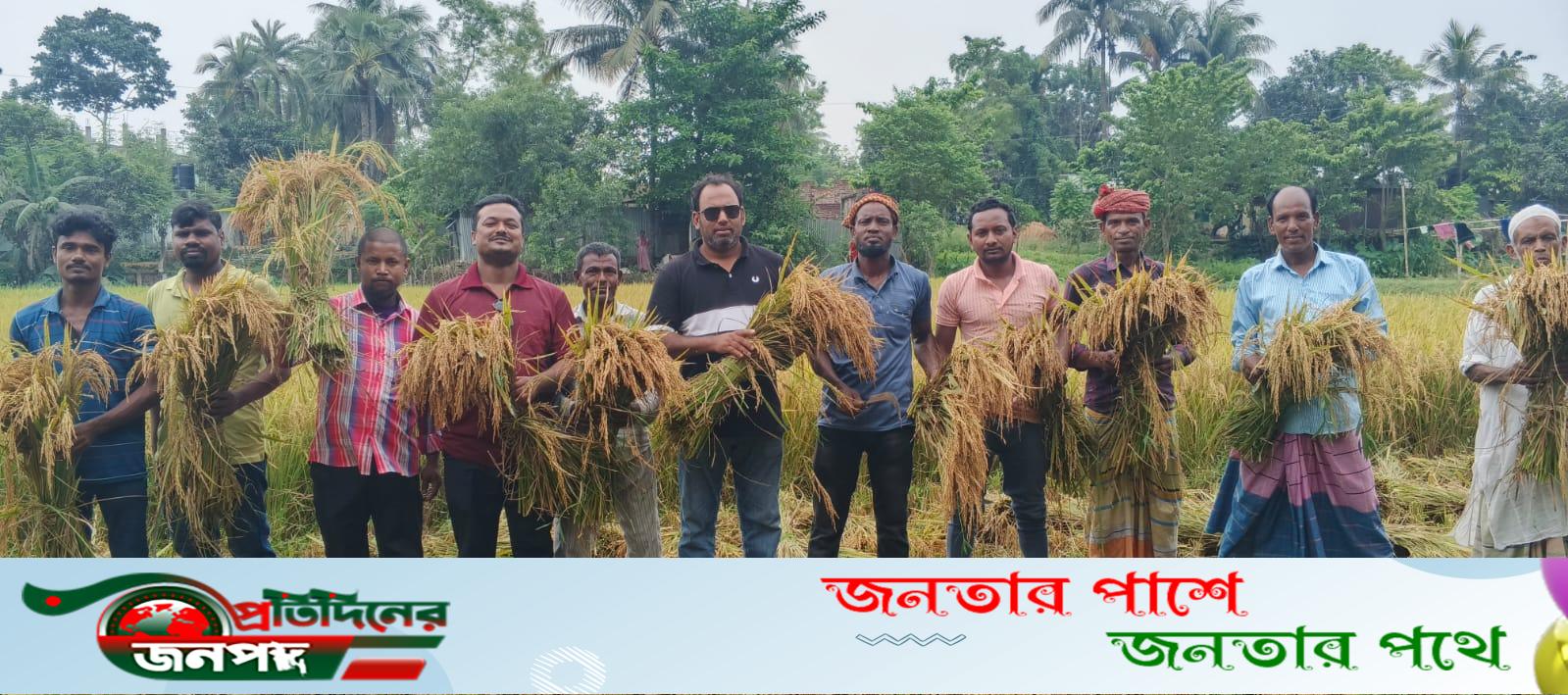 ভাঙ্গুড়ায় স্বেচ্ছাশ্রমে কৃষকের ধান কেটে দিলেন কৃষকদল নেতাকর্মী