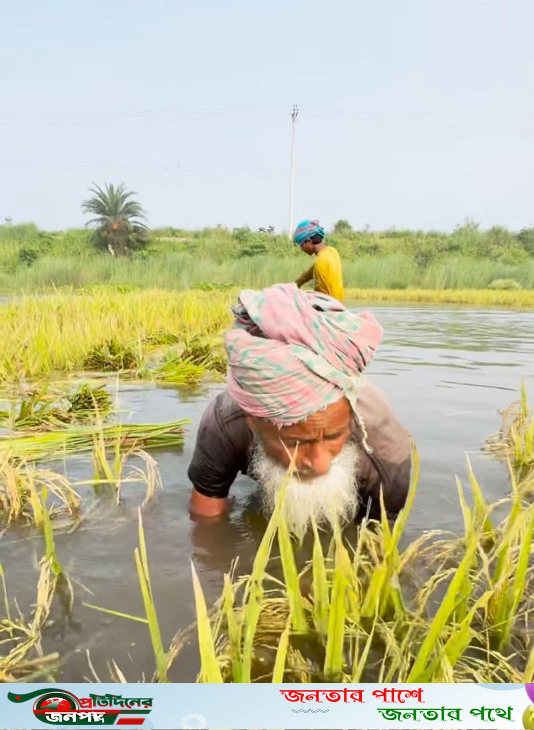 ভাঙ্গুড়ায় পাকা ধান পানির নিচে তলিয়ে যাচ্ছে, শ্রমিক সংকটে বিপাকে কৃষক