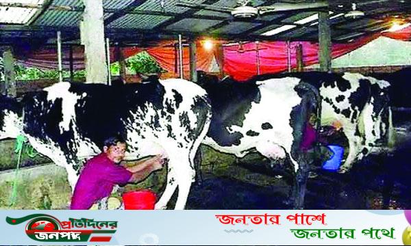 দুধেল গাভী পালনে স্বাবলম্বী হাজারো পরিবার