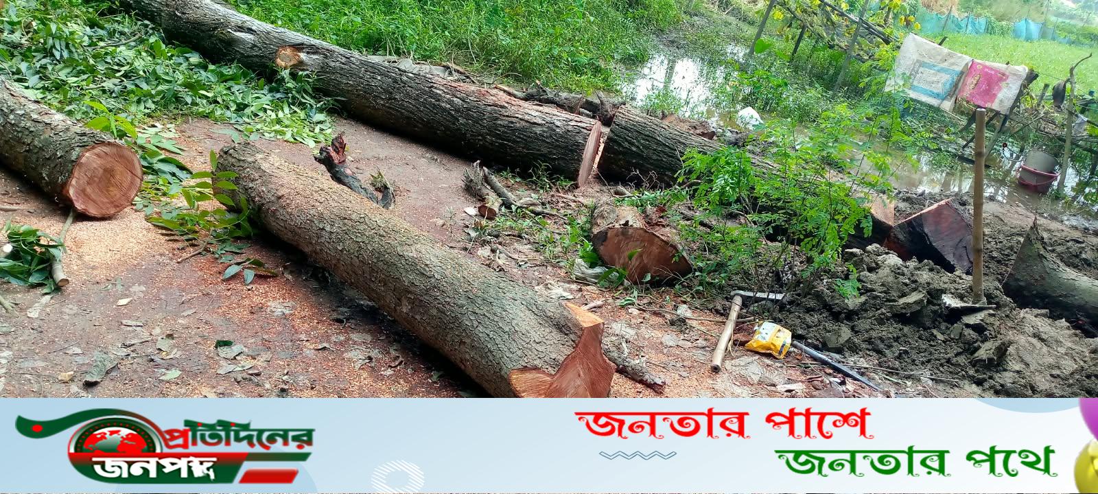 ভাঙ্গুড়ায় ১২বছর পূর্বের রেজিস্ট্রি দালিলকে তোয়াক্কা না করে ৩০ বছরের পুরানো গাছ কর্তন